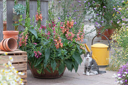 Canary foxglove Illumination 'Flame' and 'Raspberry Improved' in iron bowl, kitten sitting next to it