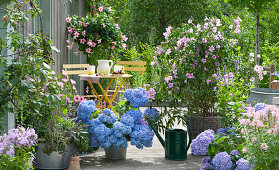 Summer terrace with hydrangea 'Endless Summer', jasmine trumpet, dipladenia in a hanging basket, mallow, phlox, scented nettle, late-flowering weeping cherry and thyme