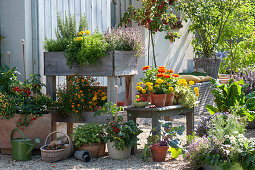 Naschterrasse mit Kräuter-Hochbeet, Johannisbeere, Buschtomate 'Romello', Salbei 'Icterina', Gewürz-Tagetes, Kohlrabi, Studentenblumen und Zinnien, Chili 'Basket of Fire' und rotblühende Erdbeere im Terracotta-Kasten