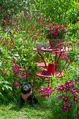 Kleine Sitzgruppe am Beet mit Kerzen-Knöterich 'Blackfield' und Schmuckkörbchen, Korb mit Zinnien auf dem Tisch, Hund Paula