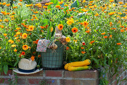 Marigolds in a walled raised bed, basket with freshly harvested onions and summer squash