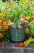 Ringelblumen im gemauerten Hochbeet, Korb mit frisch geernteten Zwiebeln und gelbe Zucchini