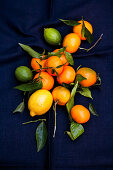A lemon with limes and mandarins