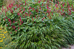 Red bistort 'Atropurpureum' and Japanese mountain grass