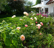 The early summer bed with blooming peonies separates the lawn from the terrace at the house