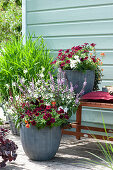 Summer terrace with Petunia Beautical 'Bordeaux', Basil 'Magic Blue', White Gaura 'Snowbird', Verbena Vepita 'Polar' and Nemesia 'Clementine', in the background Job's Tears (Adlay)