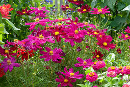 Sommerblumenbeet mit Schmuckkörbchen und Zinnien