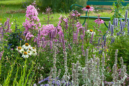 Insect-friendly perennial bed: Anise hyssop, Echinacea, garden phlox 'country wedding', Lamb's-ear and sage rockin 'true blue'