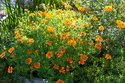 Tagetes in a flower bed