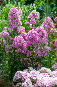 Hoher Staudenphlox 'Landhochzeit' und 'Kirmesländler'