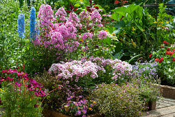 Hoher Staudenphlox 'Landhochzeit' 'Kirmesländler', Rittersporn Magic Fountain 'Sky Blue', Storchschnabel 'Orkney Cherry', Blaues Gänseblümchen, Thymian, Schmuckkörbchen, Petunie Mini Vista, Zinnie und Prachtkerze