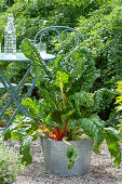 Zinc tub with Swiss chard 'Bright Ligths' on gravel terrace