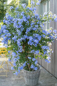 Blooming Blue leadwood in the basket