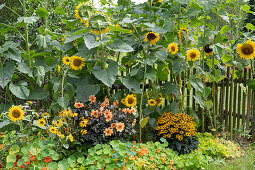 Spätsommerbeet mit Sonnenblumen, Dahlie Mystic 'Spirit', gelber Sonnenhut 'Goldsturm' 'Little Goldstar' und Kapuzinerkresse