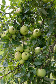 Autumn apple 'Schöner von Wiltshire' syn. 'White Wax Renette'