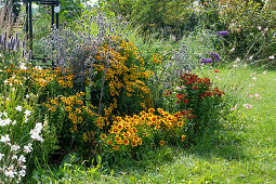 Spätsommerbeet mit Sonnenbraut 'Flammenrad' 'Rubinzwerg', Mannstreu, Mädchenauge 'UpTick Gold & Bronze', Prachtkerze, Sommerflieder und Duftnessel