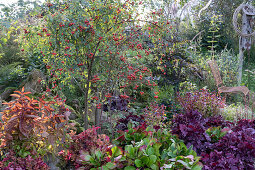 Perennial bed: rose with rose hips, bergenia, coral bells, Chinese plumbago, Baneberries 'Atropurpurea' and grass