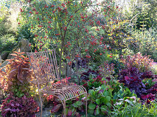 Seat in the perennial bed: rose with rose hips, bergenia, purple bells, Chinese leadwort and grasses