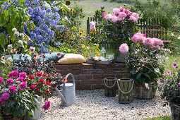 Small gravel terrace in the garden with a wall to sit on, pots with dahlias 'Bluesette' 'Gallery Bellini' and 'Mystic Dreamer', cape leadwort, zinnia, oriental knotweed