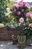 Pot with dahlia 'Gallery Bellini' on garden wall, tray with glasses and bottle, lanterns on gravel