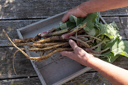 Burdock roots dug up for making burdock root tea