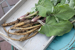 Burdock roots dug up for making burdock root tea