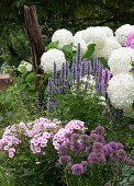 Bed with allium, phlox, sweet pea and Smooth hydrangea 'Annabelle
