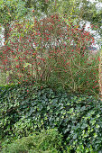 Dog rose with rose hips and ivy in the garden