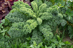 Kale 'Lark's Tongue' in the garden bed