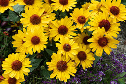 Heliopsis 'Punto Rosso' and Sweet alyssum 'Princess in Purple
