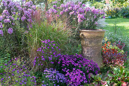 Herbstbeet mit Astern: Kissenaster 'Purpurit' 'Pink Topaz' 'Purple Diamond', Rauhblattaster 'Barr's Pink' und Chinaschilf 'Kleine Silberspinne', Lampionspflanze, Bergenie und Chinesischer Bleiwurz