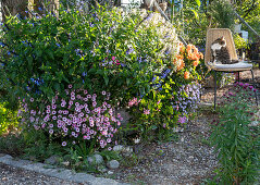 Sage Hybrid Rockin 'True Blue' in a stone trough with Petunias Mini Vista 'Pink Star' 'Violet Star', Spiderflower 'Senorita Blanca', Dahlia and New England Aster 'Alma Pötschke', Cat sitting on chair