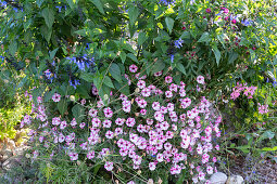 Sage hybrid Rockin 'True Blue' in a stone trough with petunia Mini Vista 'Pink Star'.