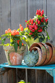 Edible ornamental pepper 'Salsa' and echeveria in clay pots