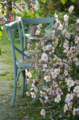 Small seating area by flowerbed of Japanese anemone 'September charm'