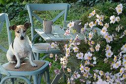 Small seat by the bed with autumn anemone 'Septembercharme', dog Zula sitting on chair