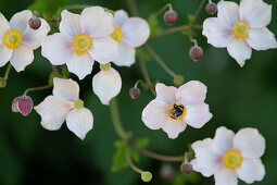 Nahaufnahme von Blüten der Herbstanemone mit Hummel