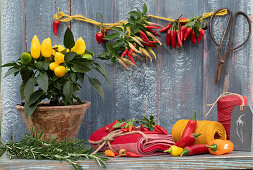 Ernte-Stilleben mit Chili, Paprika, Rosmarin und Thymian, essbare Zierpaprika 'Salsa' im Topf