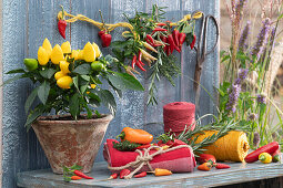 Ernte-Stilleben mit Chili, Paprika, Rosmarin und Thymian, essbare Zierpaprika 'Salsa' im Topf