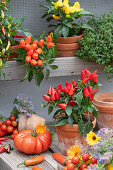 Essbare Zierpaprika in Tontöpfen, Zitronenthymian, Tomaten, Blüten von Ringelblume und Borretsch