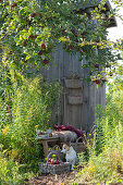 Small sitting area between apple tree and garden house, bench with fur and blanket next to goldenrod, basket with apples, dog Zula