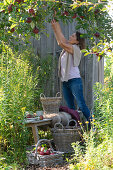 Small sitting area between apple tree and garden house, bench with fur and blanket next to goldenrod, basket with apples, woman picking apples