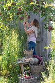 Small sitting area between apple tree and garden house, bench with fur and blanket next to goldenrod, basket with apples, woman picking apples