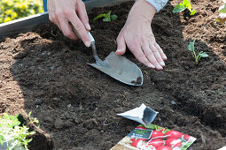 Woman sows radishes in the raised bed, covers the seeds with soil and presses them down