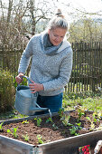 Frau gießt frisch eingepflanzte Gemüse-Jungpflanzen an: verschiedene Salate, Kohlrabi, Sellerie und Mangold