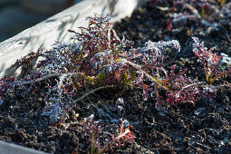 Asian salad 'agano', also called red wild rocket, frozen in a raised bed