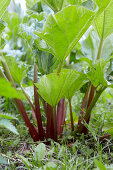 Rhubarb plant