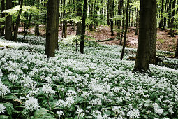 Wild garlic flowers in the woods