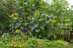 Spätsommerbeet mit Sonnenblumen, Kapuzinerkresse und patagonischem Eisenkraut