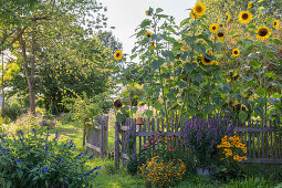 Hohe Sonnenblumen hinterm Gartenzaun, davor Töpfe mit Duftnessel, Sonnenhut 'Goldsturm', Scheinsonnenhut und Gewürztagetes, links Ziersalbei Rockin 'True Blue'